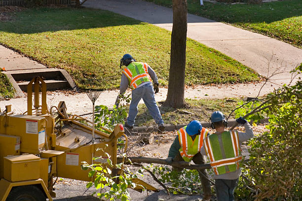 Best Firewood Processing and Delivery  in Lester Prairie, MN
