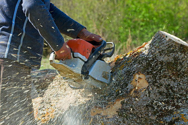 Professional Tree Services in Lester Prairie, MN